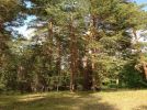 Бозаева Ш. Бородулихинский лес